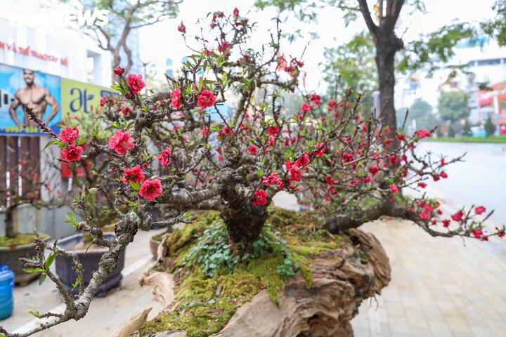 Độc lạ cặp đào thất thốn leo gỗ hoàng đàn giá gần 1 tỷ đồng - Ảnh 4