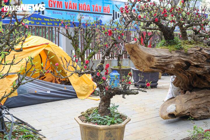 Độc lạ cặp đào thất thốn leo gỗ hoàng đàn giá gần 1 tỷ đồng - Ảnh 14