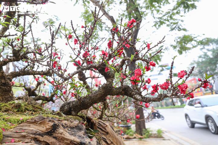 Độc lạ cặp đào thất thốn leo gỗ hoàng đàn giá gần 1 tỷ đồng - Ảnh 15