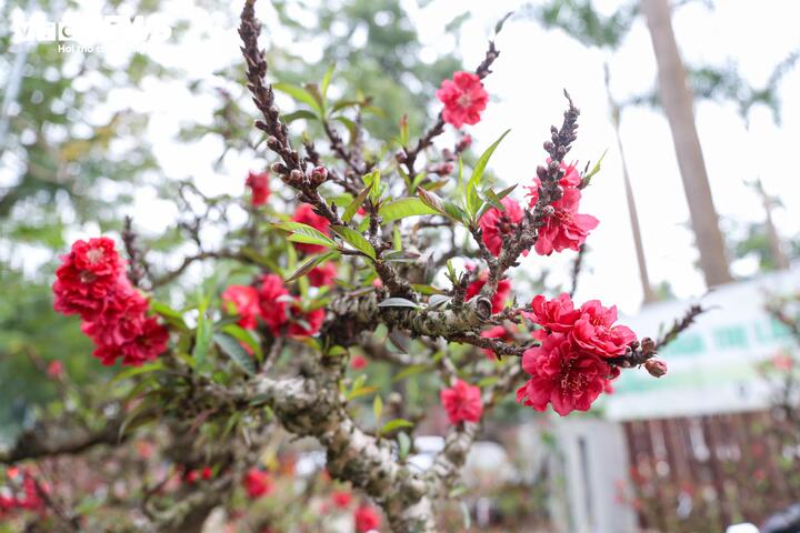 Độc lạ cặp đào thất thốn leo gỗ hoàng đàn giá gần 1 tỷ đồng - Ảnh 1