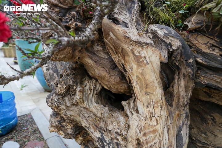 Độc lạ cặp đào thất thốn leo gỗ hoàng đàn giá gần 1 tỷ đồng - Ảnh 6