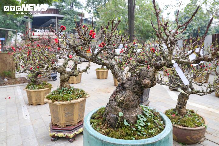 Độc lạ cặp đào thất thốn leo gỗ hoàng đàn giá gần 1 tỷ đồng - Ảnh 13