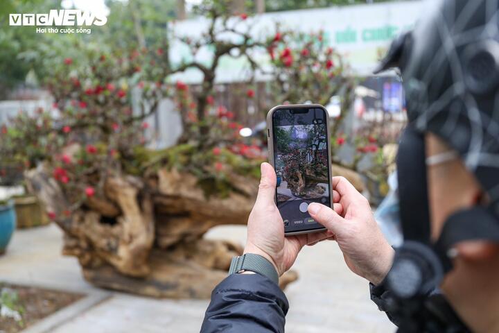 Độc lạ cặp đào thất thốn leo gỗ hoàng đàn giá gần 1 tỷ đồng - Ảnh 12