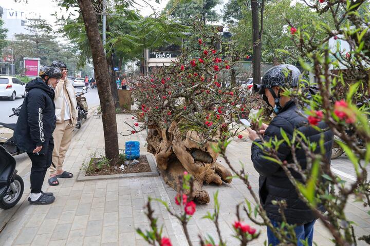 Độc lạ cặp đào thất thốn leo gỗ hoàng đàn giá gần 1 tỷ đồng - Ảnh 11