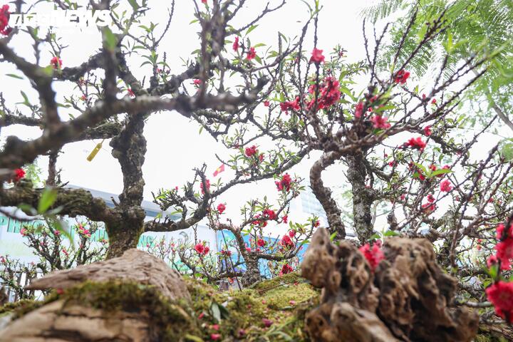 Độc lạ cặp đào thất thốn leo gỗ hoàng đàn giá gần 1 tỷ đồng - Ảnh 9