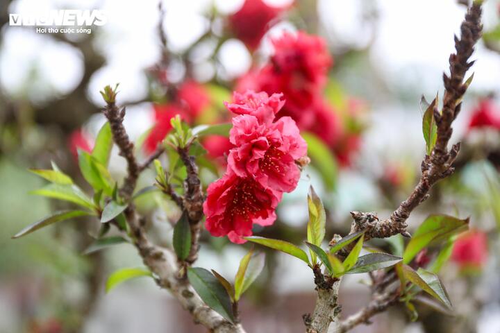 Độc lạ cặp đào thất thốn leo gỗ hoàng đàn giá gần 1 tỷ đồng - Ảnh 10