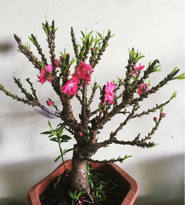 Việt Nam có "vua đào Tết" cực quý hiếm: Không phải đào huyền, đào chuông, được ví như sản vật tiến Vua - Ảnh 1