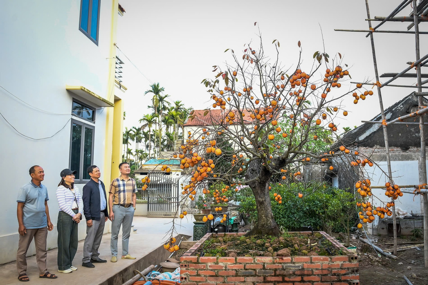 ‘Báu vật’ giữa vườn hồng cổ được trả nửa tỷ nhưng chủ không bán - Ảnh 3