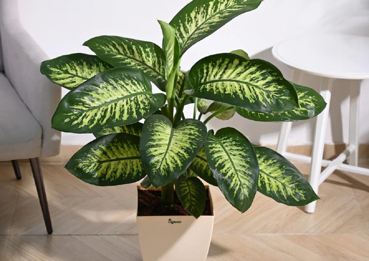 Đừng trồng 3 loại cây này trong nhà - Ảnh 1