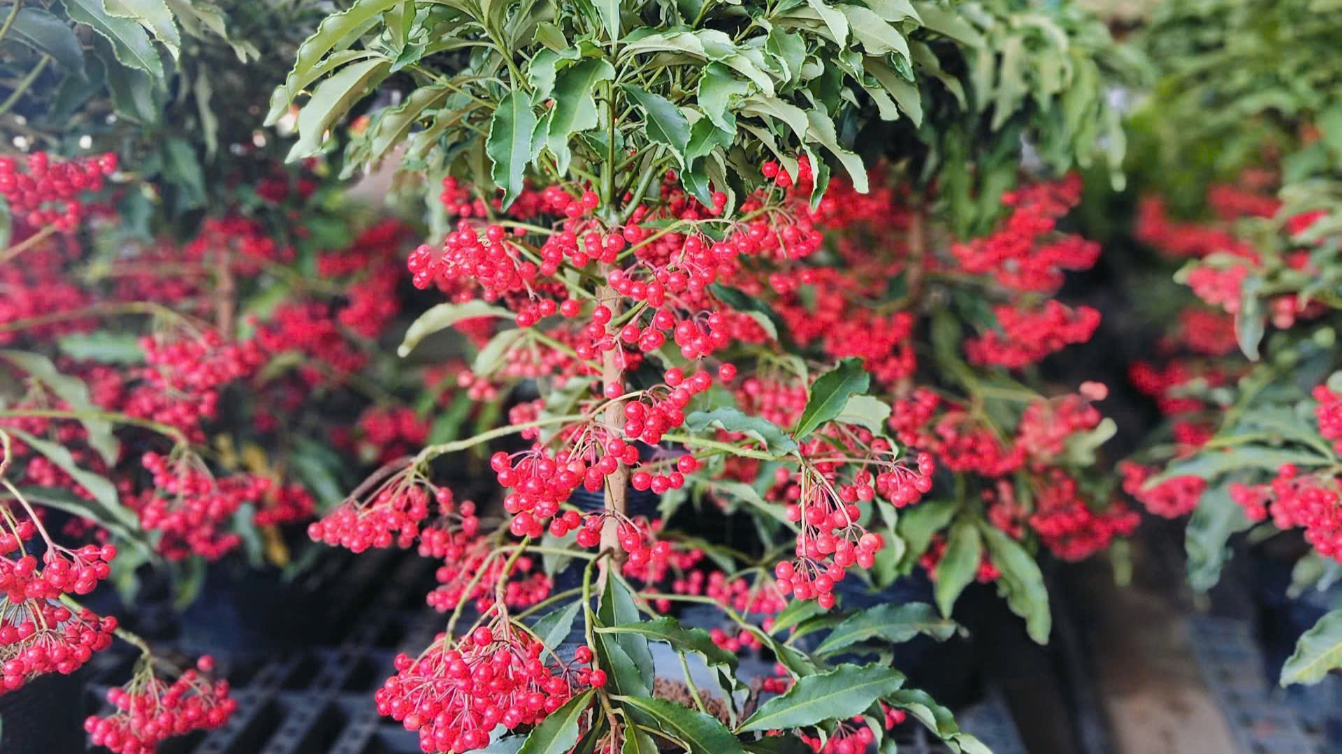 5 loại cây nên trồng trong nhà vào ngày vía Thần Tài - Ảnh 4