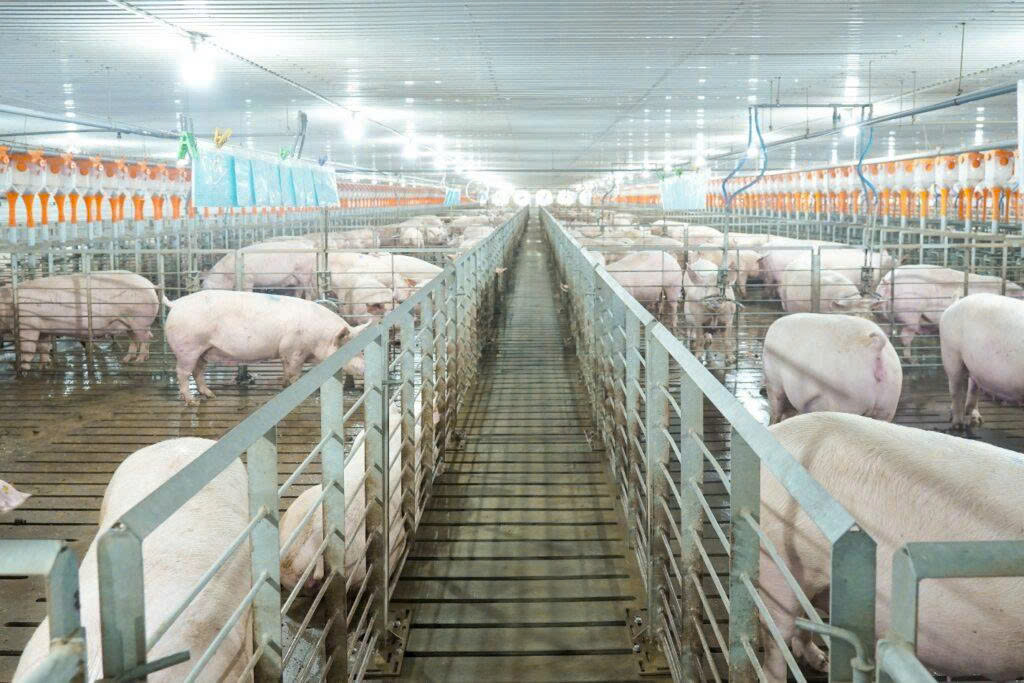 Các 'ông lớn' ngành chăn nuôi kinh doanh ra sao trong năm 2025? - Ảnh 1