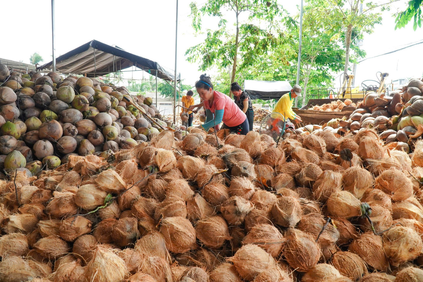 Đằng sau việc dừa gia nhập nhóm xuất khẩu tỷ USD - Ảnh 2