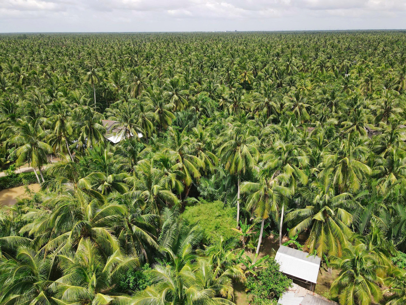 Đằng sau việc dừa gia nhập nhóm xuất khẩu tỷ USD - Ảnh 1