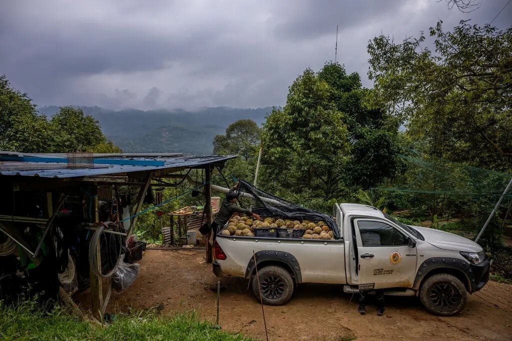 Đua nhau trồng ‘sản vật trời ban’, nông dân nước Đông Nam Á nay lao đao vì Trung Quốc giảm mua, giá rớt thê thảm, Thái Lan có thể là 'nạn nhân' kế tiếp - Ảnh 1