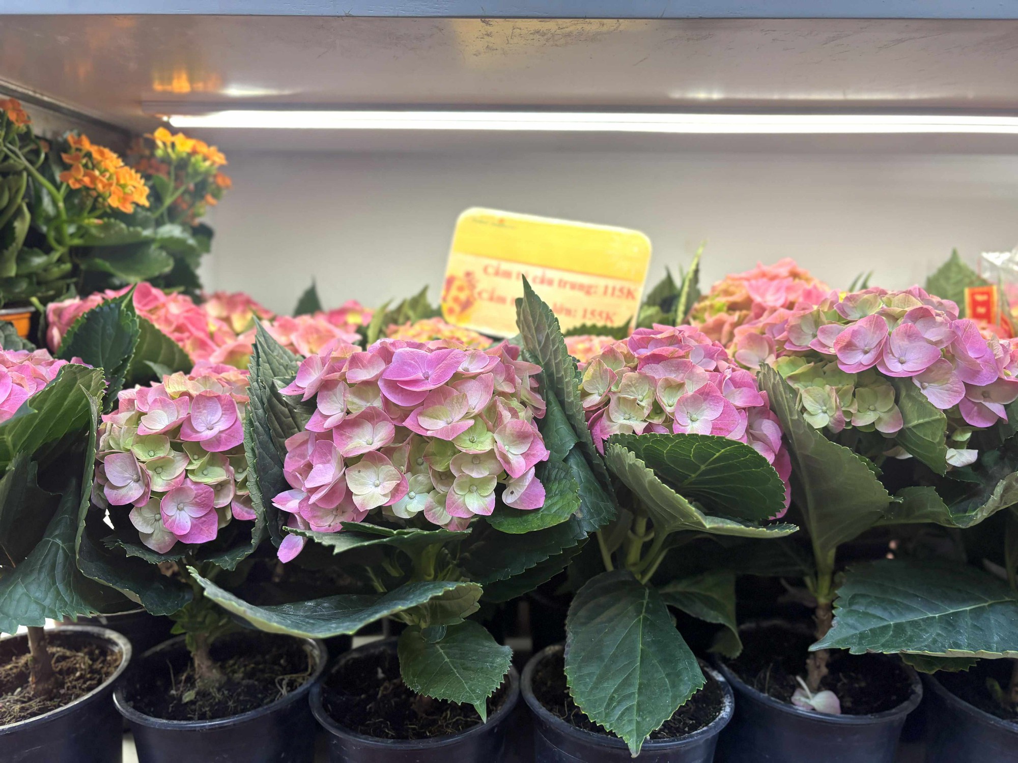 Cập nhật giá cả hoa ngày 28 Tết: Tuyết mai rẻ bất ngờ, cúc đẹp “đỉnh cao”, mộc lan trở thành hot trend - Ảnh 4