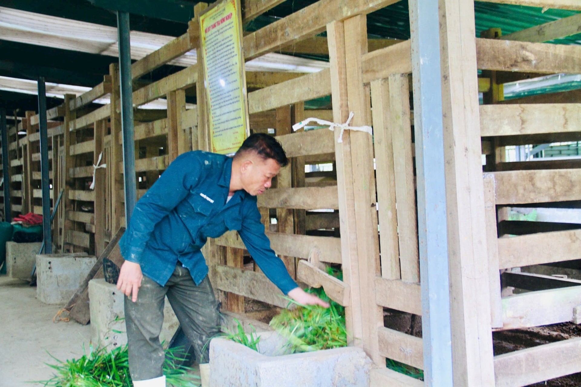 Sau cú trắng tay, chủ trang trại Hà Tĩnh xây 'kho bạc' giữa đồi hoang: Sở hữu 7 vạn gốc 'nhân sâm cho người nghèo' đang chờ bán - Ảnh 1