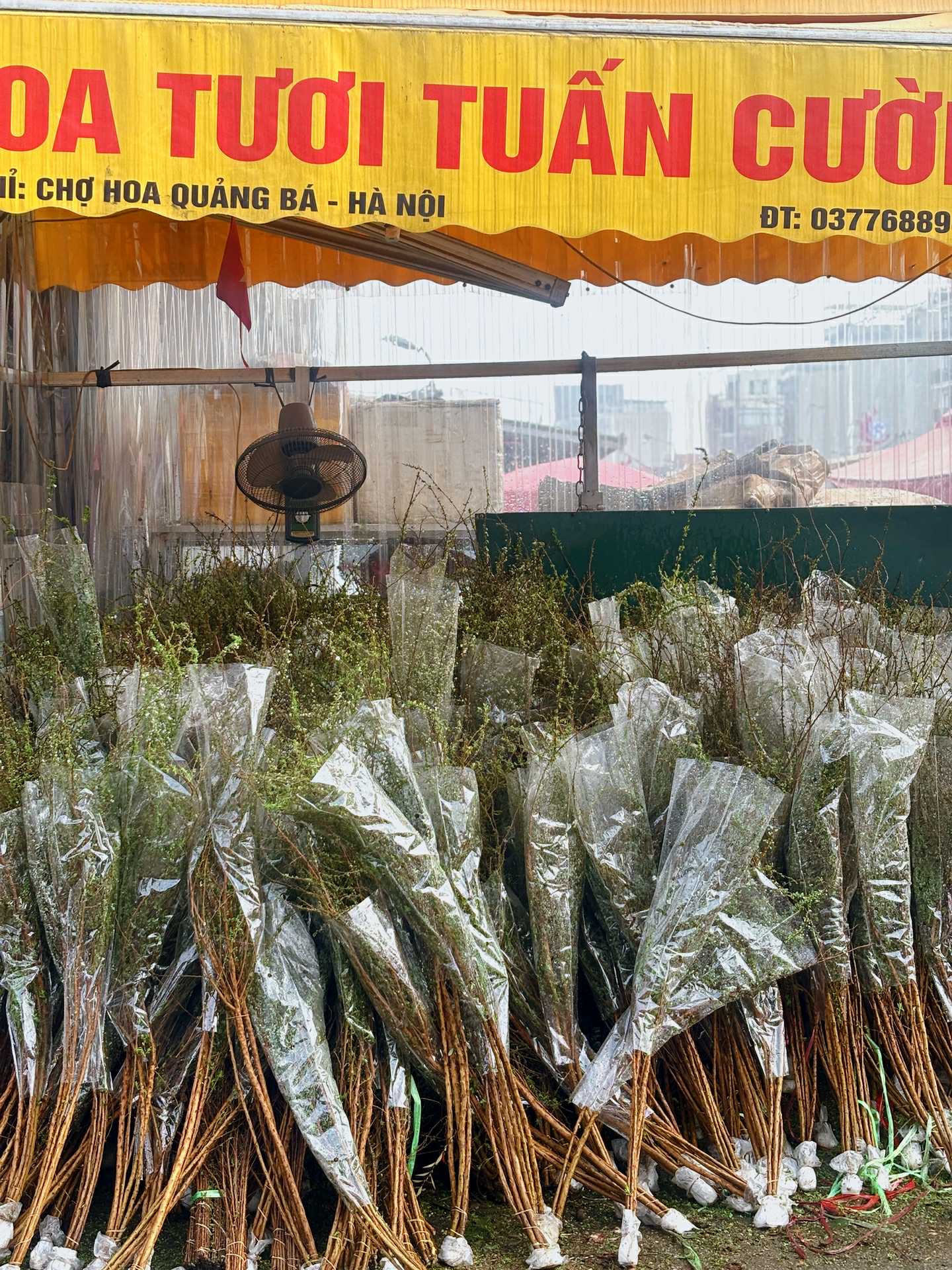 Cập nhật giá cả hoa ngày 28 Tết: Tuyết mai rẻ bất ngờ, cúc đẹp “đỉnh cao”, mộc lan trở thành hot trend - Ảnh 1