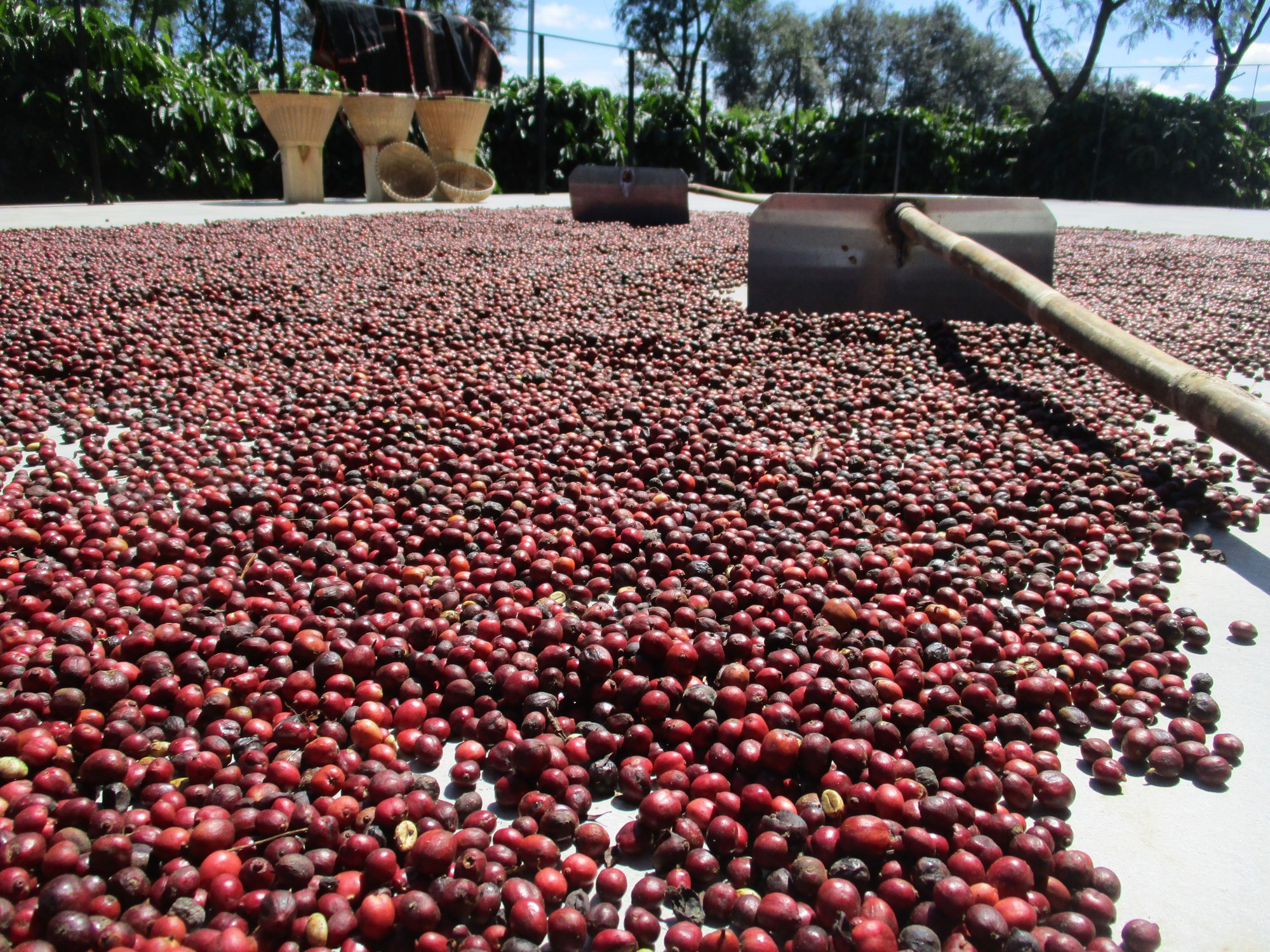 Giá cà phê hôm nay 17-2: Tăng giảm ra sao trong ngày mùng 1 Tết? - Ảnh 1