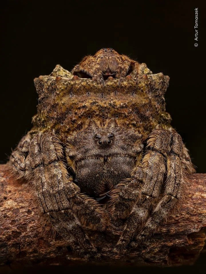 Hình ảnh gấu Bắc Cực ngủ trên bùn khiến thế giới giật mình - Ảnh 3