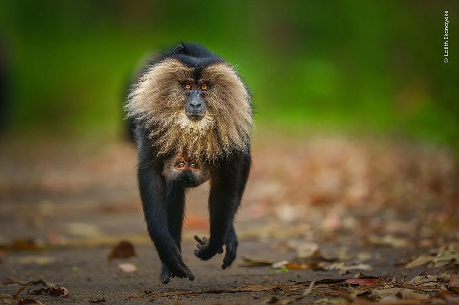 Hình ảnh gấu Bắc Cực ngủ trên bùn khiến thế giới giật mình - Ảnh 2