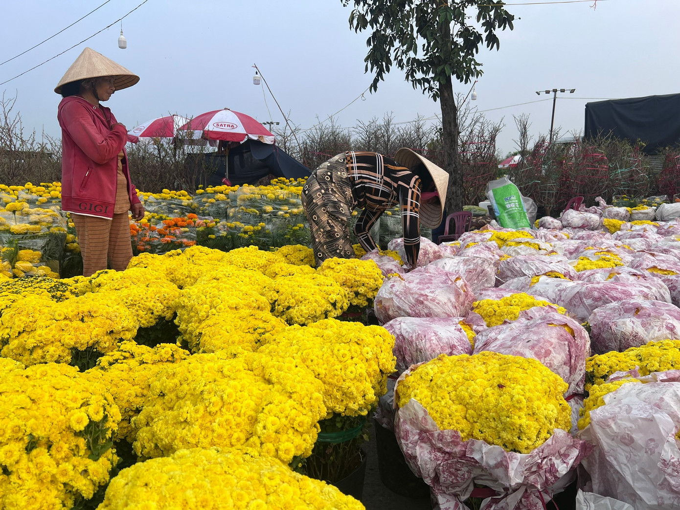 Giá rẻ khó tin: Hoa Tết chỉ 20.000 đồng/chậu ở TPHCM - Ảnh 22