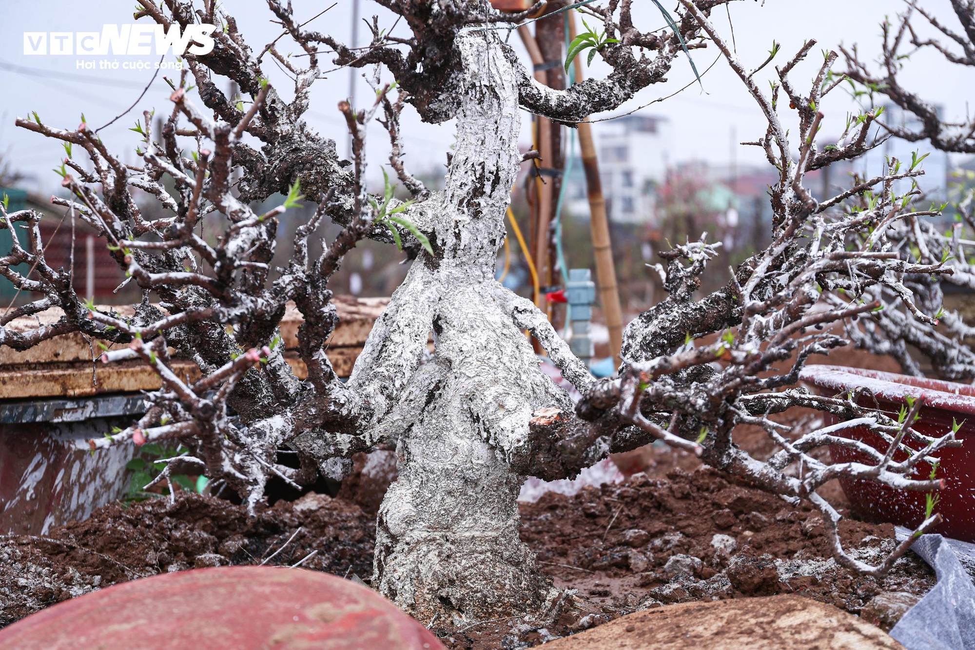 Chủ vườn Nhật Tân tất bật ‘hồi sinh’ đào sau Tết, giữ dáng cho mùa sau - Ảnh 15