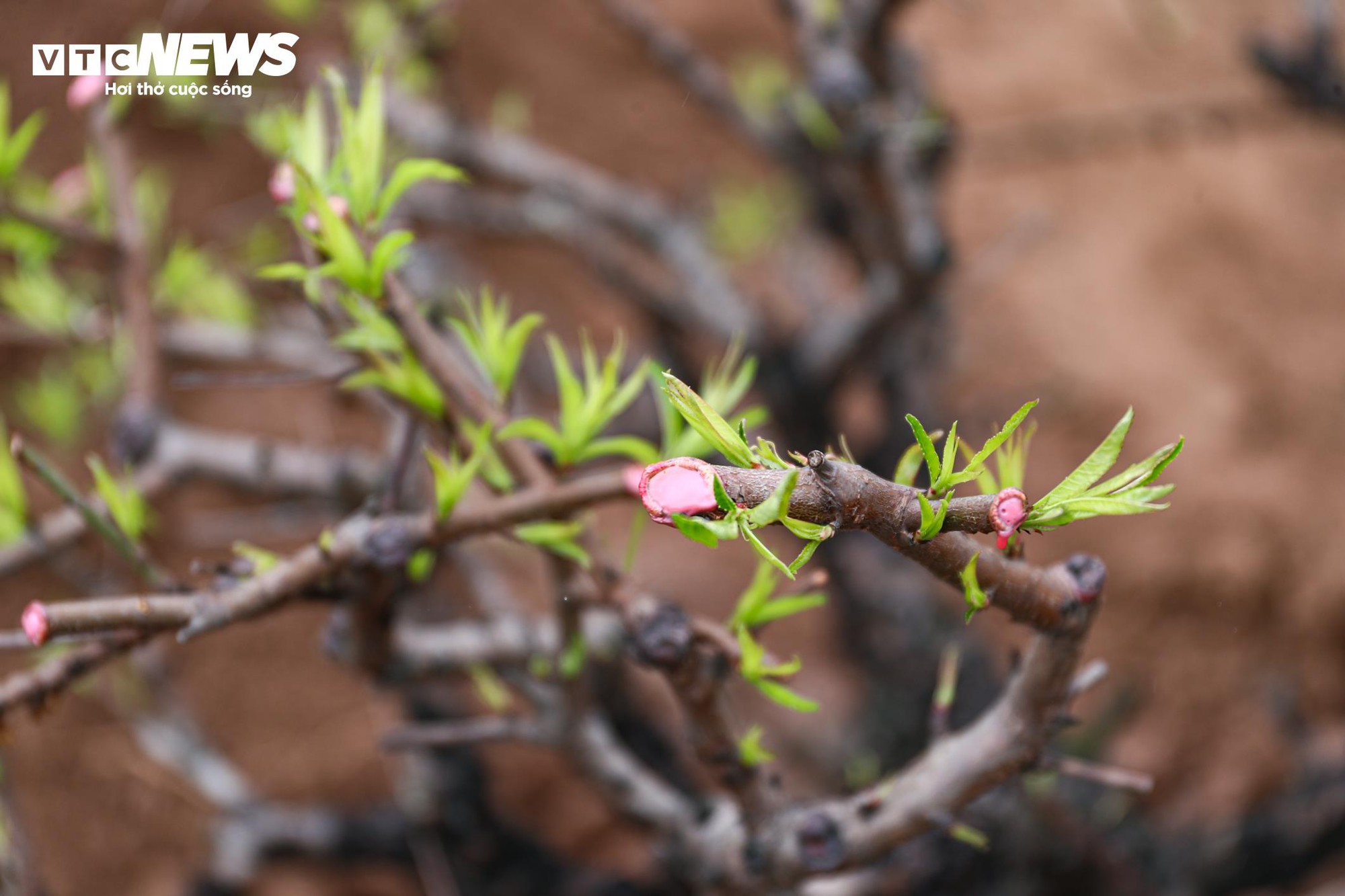 Chủ vườn Nhật Tân tất bật ‘hồi sinh’ đào sau Tết, giữ dáng cho mùa sau - Ảnh 14