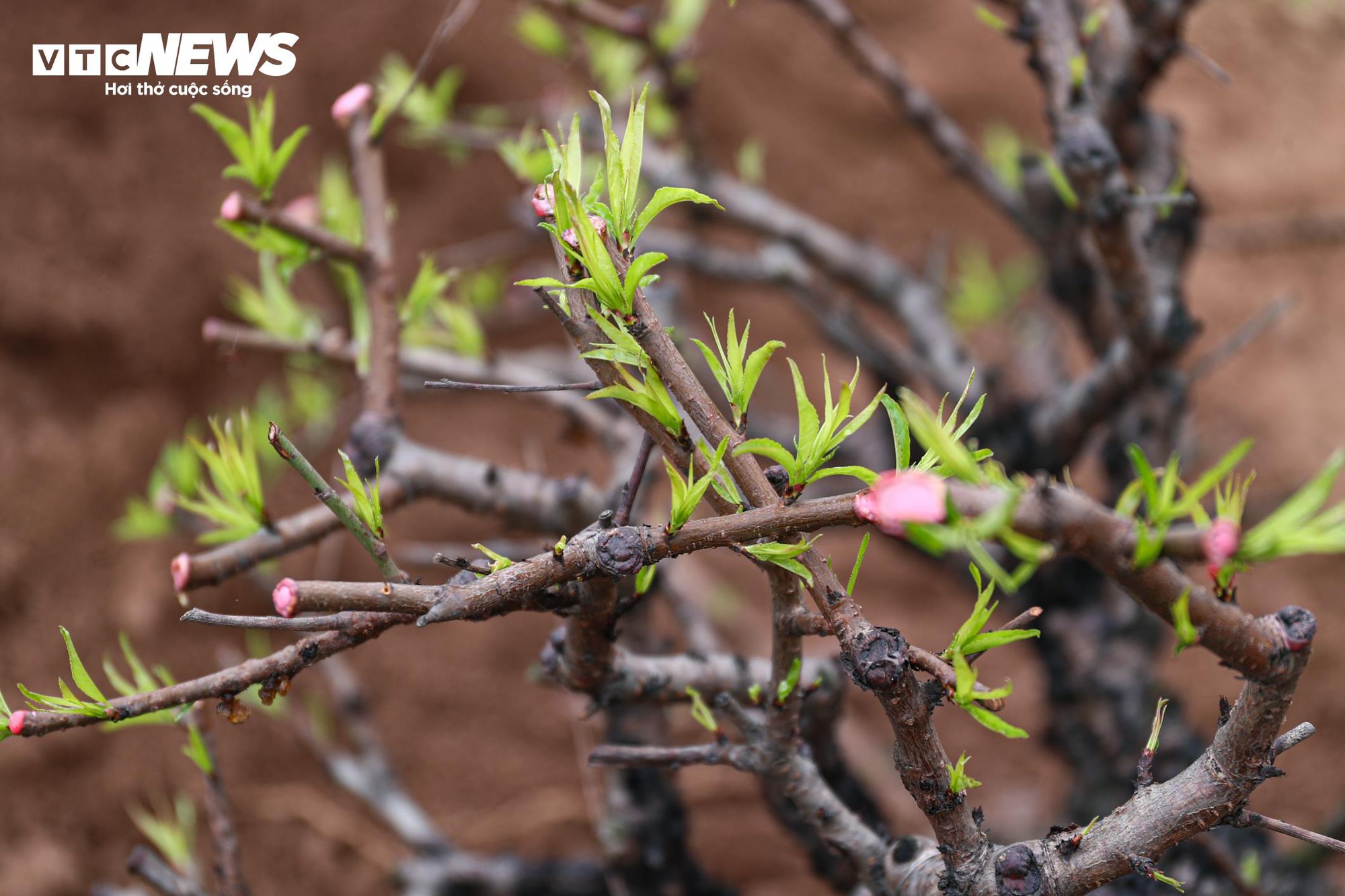 Chủ vườn Nhật Tân tất bật ‘hồi sinh’ đào sau Tết, giữ dáng cho mùa sau - Ảnh 20