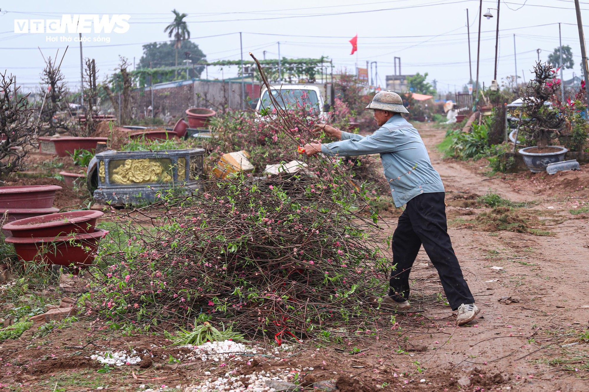 Chủ vườn Nhật Tân tất bật ‘hồi sinh’ đào sau Tết, giữ dáng cho mùa sau - Ảnh 18