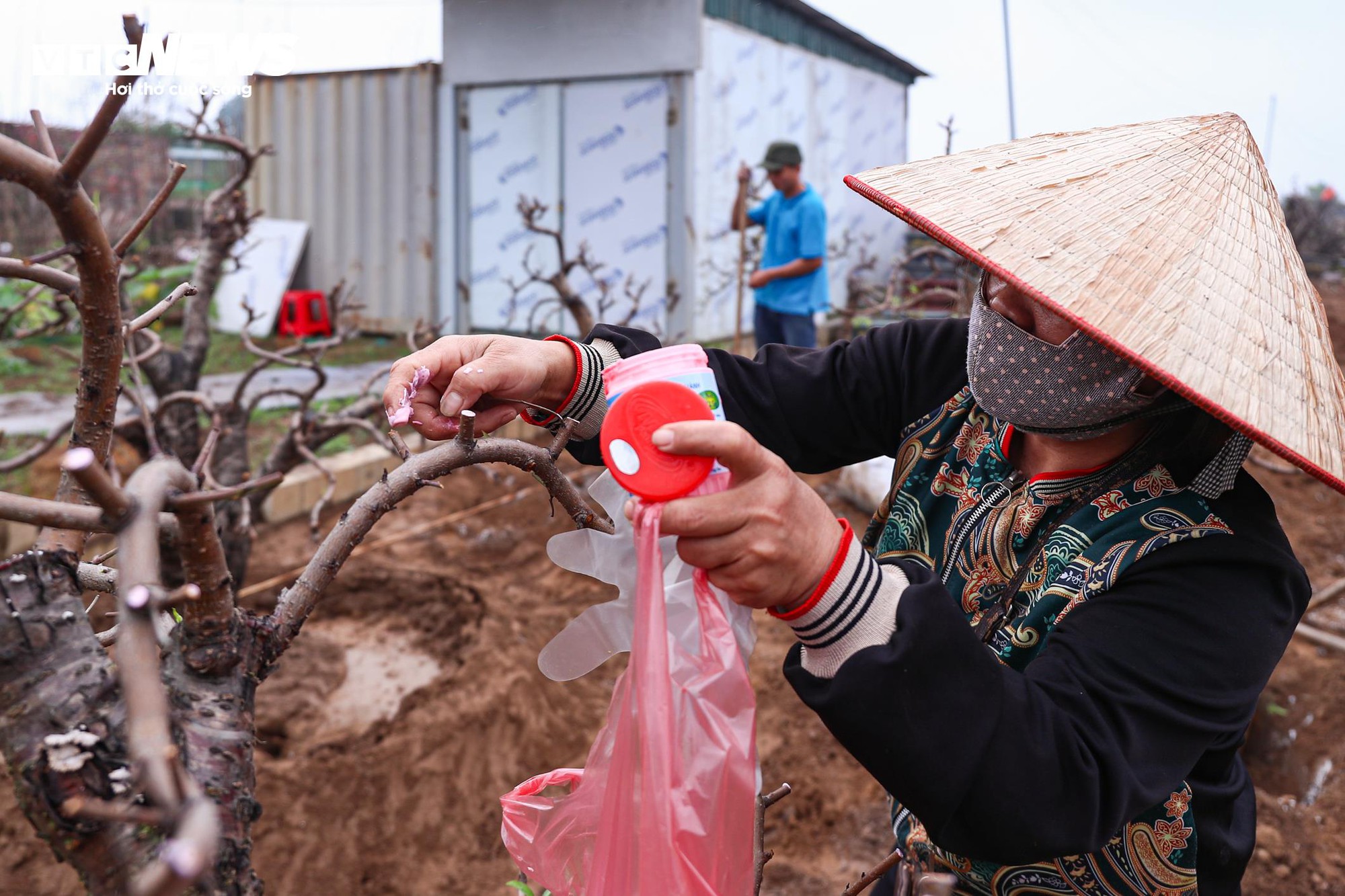 Chủ vườn Nhật Tân tất bật ‘hồi sinh’ đào sau Tết, giữ dáng cho mùa sau - Ảnh 13