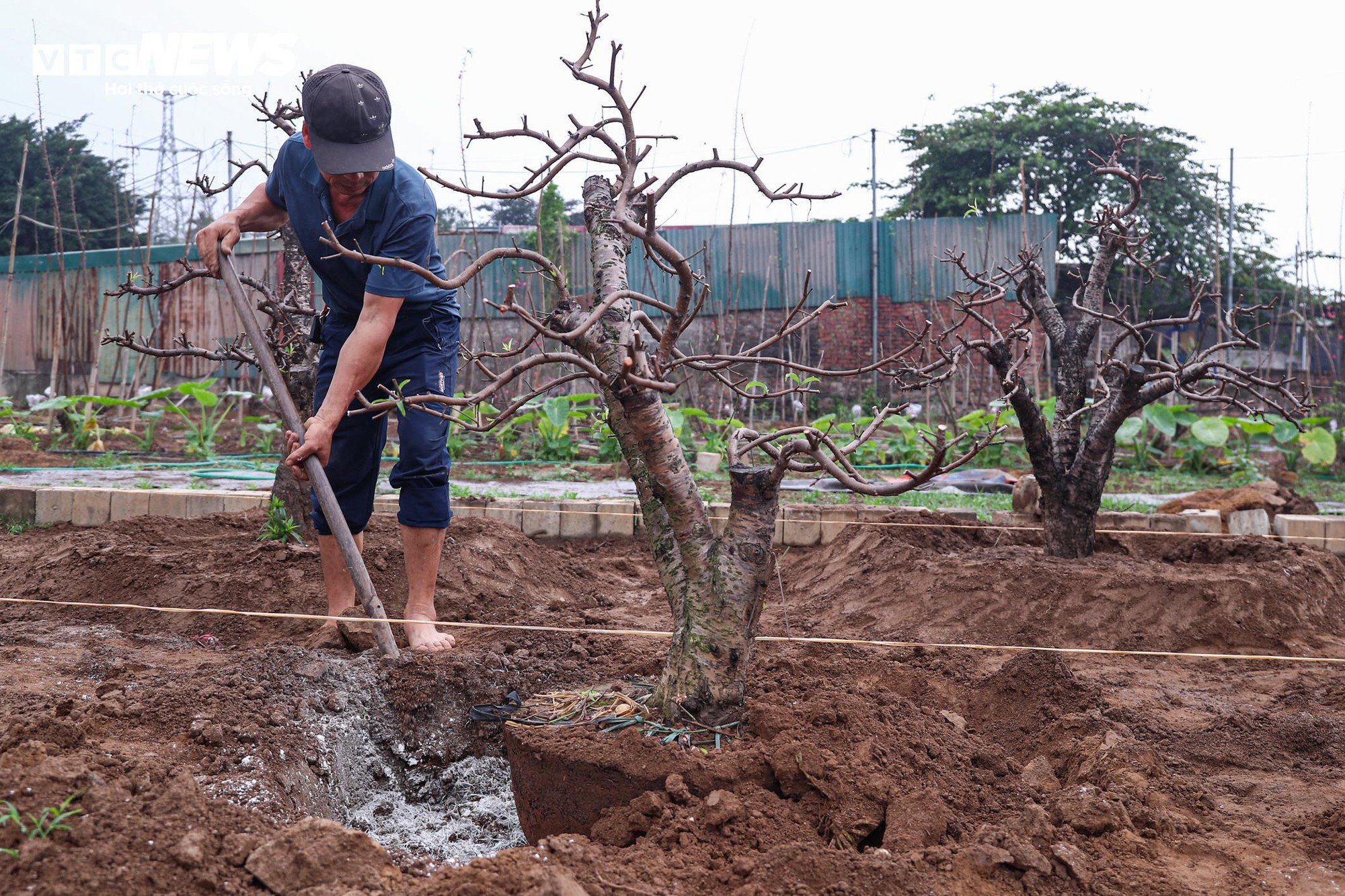 Chủ vườn Nhật Tân tất bật ‘hồi sinh’ đào sau Tết, giữ dáng cho mùa sau - Ảnh 17