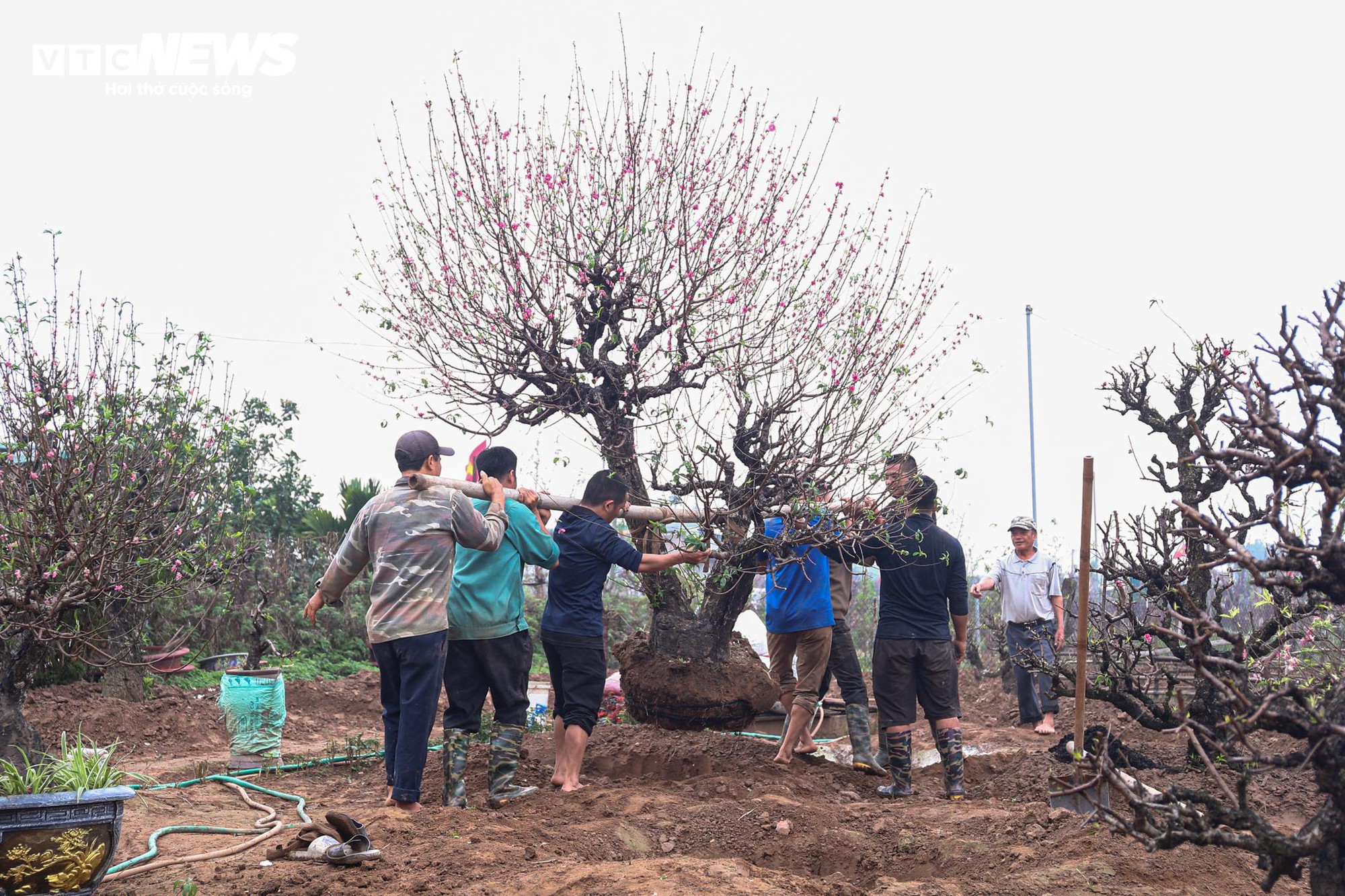 Chủ vườn Nhật Tân tất bật ‘hồi sinh’ đào sau Tết, giữ dáng cho mùa sau - Ảnh 4