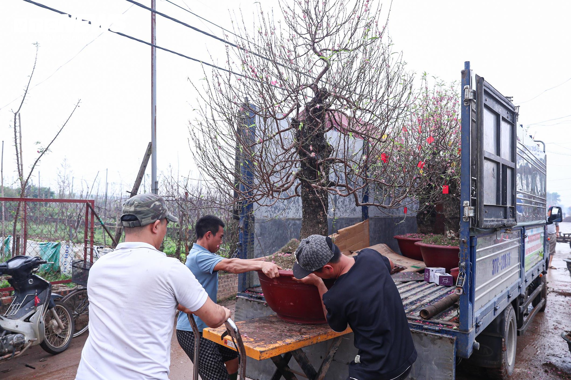 Chủ vườn Nhật Tân tất bật ‘hồi sinh’ đào sau Tết, giữ dáng cho mùa sau - Ảnh 9