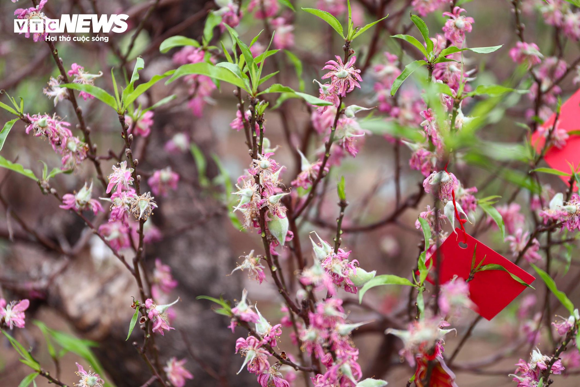 Chủ vườn Nhật Tân tất bật ‘hồi sinh’ đào sau Tết, giữ dáng cho mùa sau - Ảnh 12