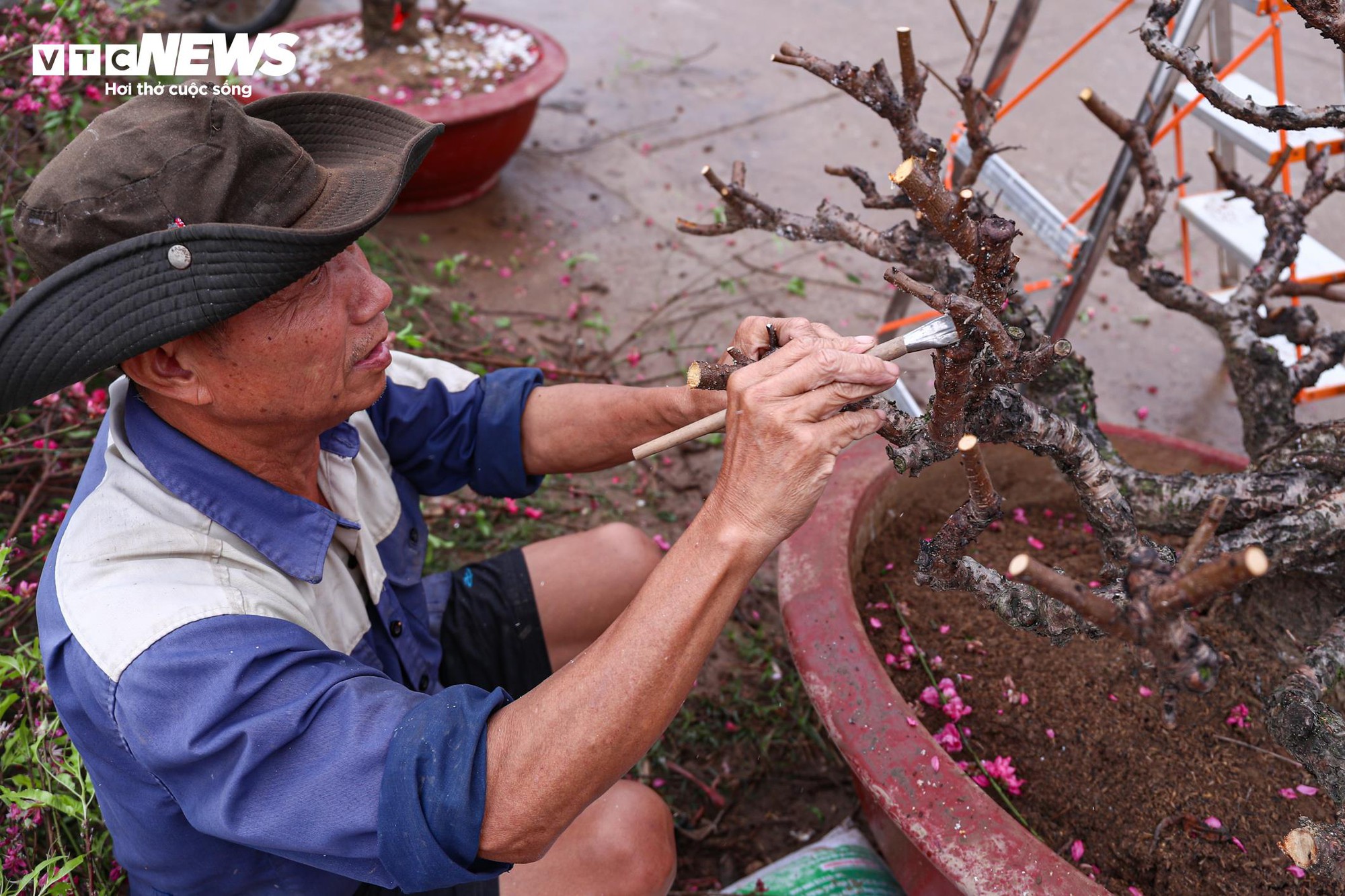 Chủ vườn Nhật Tân tất bật ‘hồi sinh’ đào sau Tết, giữ dáng cho mùa sau - Ảnh 6