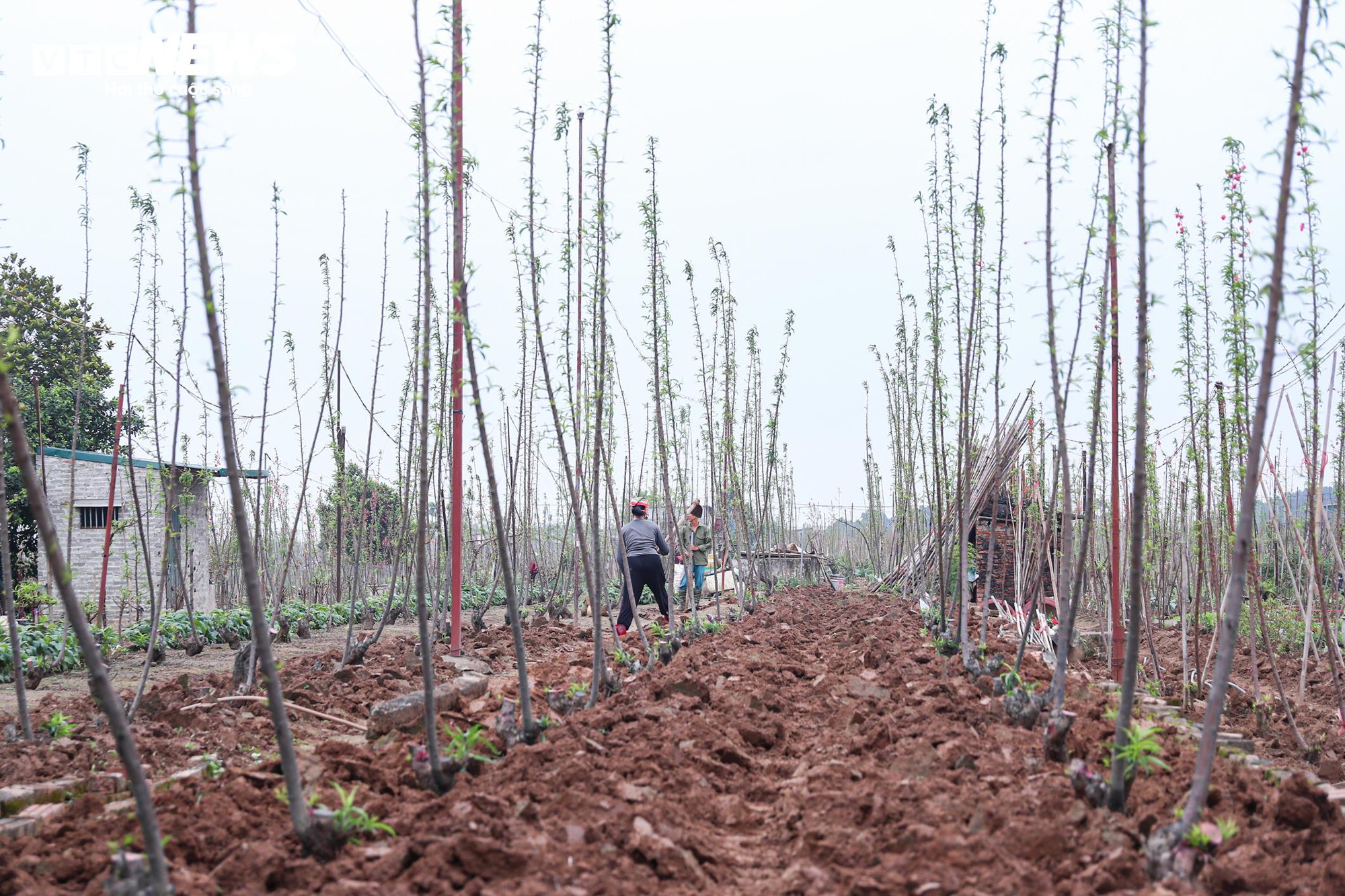 Chủ vườn Nhật Tân tất bật ‘hồi sinh’ đào sau Tết, giữ dáng cho mùa sau - Ảnh 21