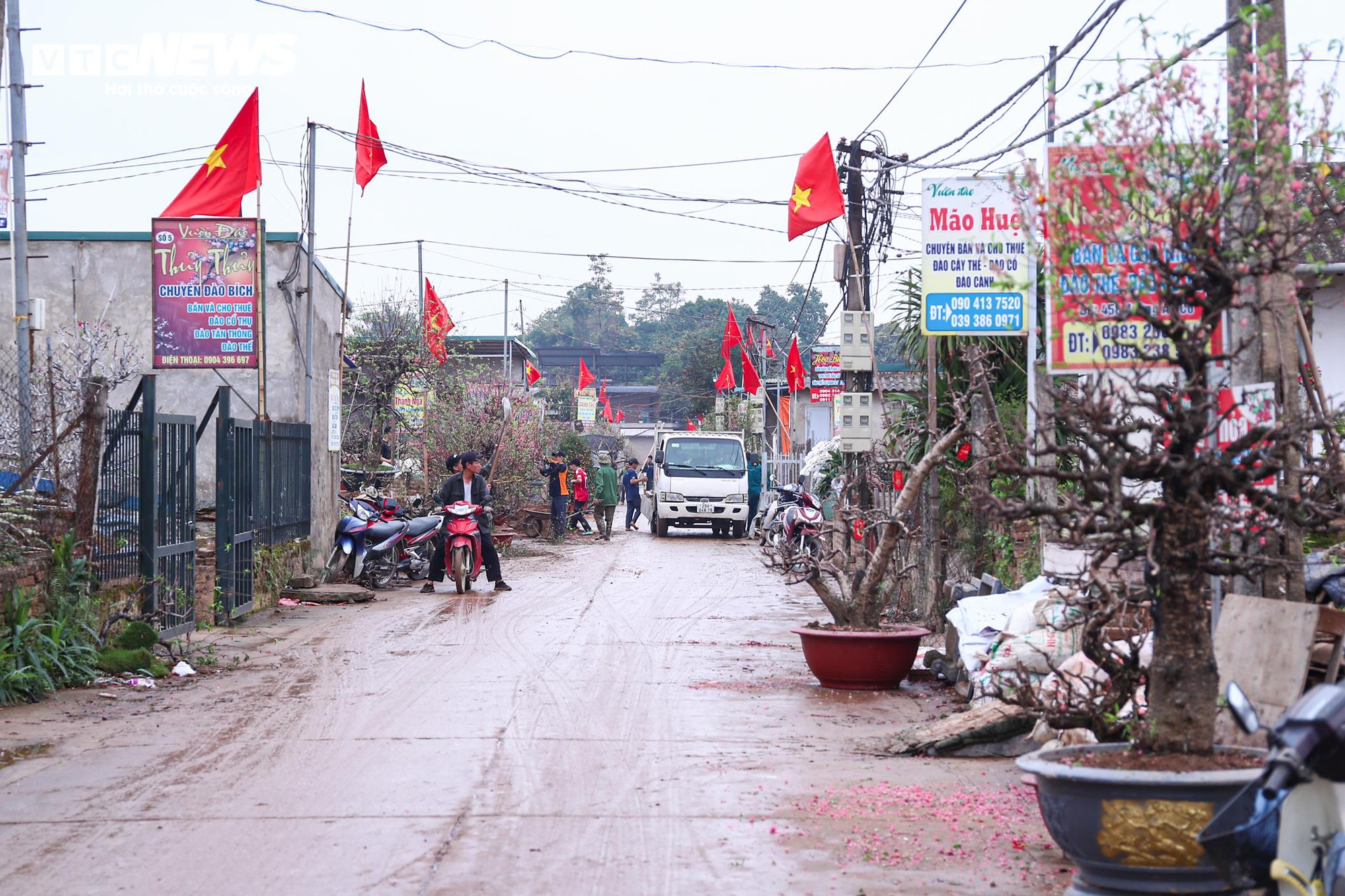Chủ vườn Nhật Tân tất bật ‘hồi sinh’ đào sau Tết, giữ dáng cho mùa sau - Ảnh 1