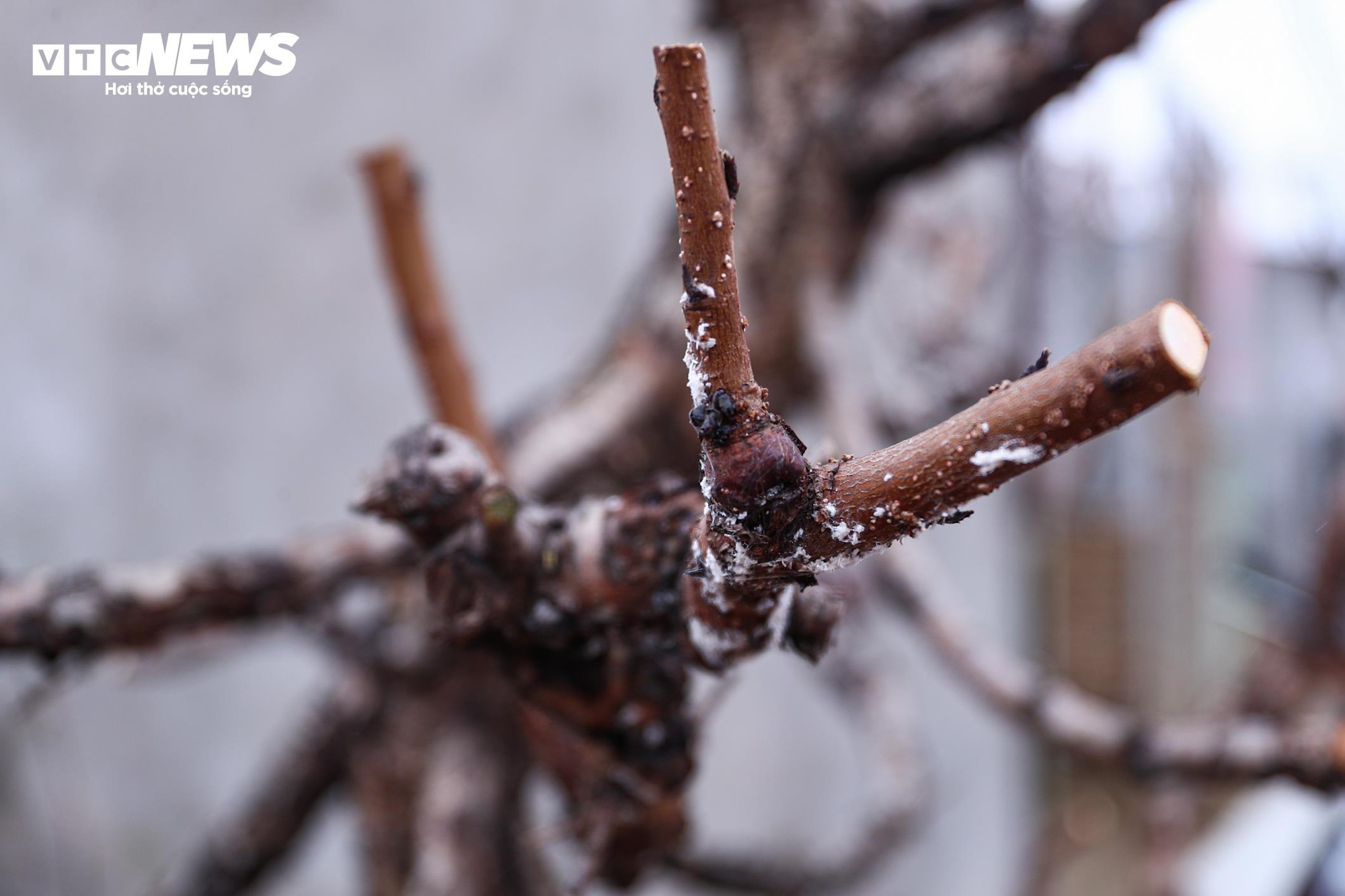 Chủ vườn Nhật Tân tất bật ‘hồi sinh’ đào sau Tết, giữ dáng cho mùa sau - Ảnh 8