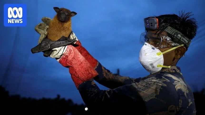 Virus tử thần có tỷ lệ tử vong tới 75% sắp có “lá chắn”: Nhật Bản thử nghiệm vaccine Nipah, cả châu Á nâng cảnh giác - Ảnh 2