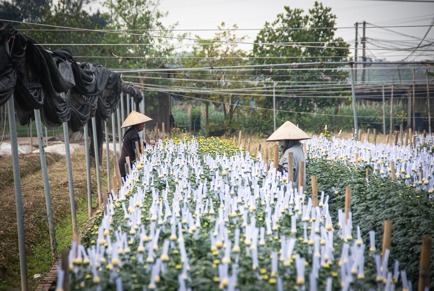 Cận Tết Bính Ngọ, nhà vườn Hà Nội 'nín thở' chờ hoa nở đúng dịp - Ảnh 17