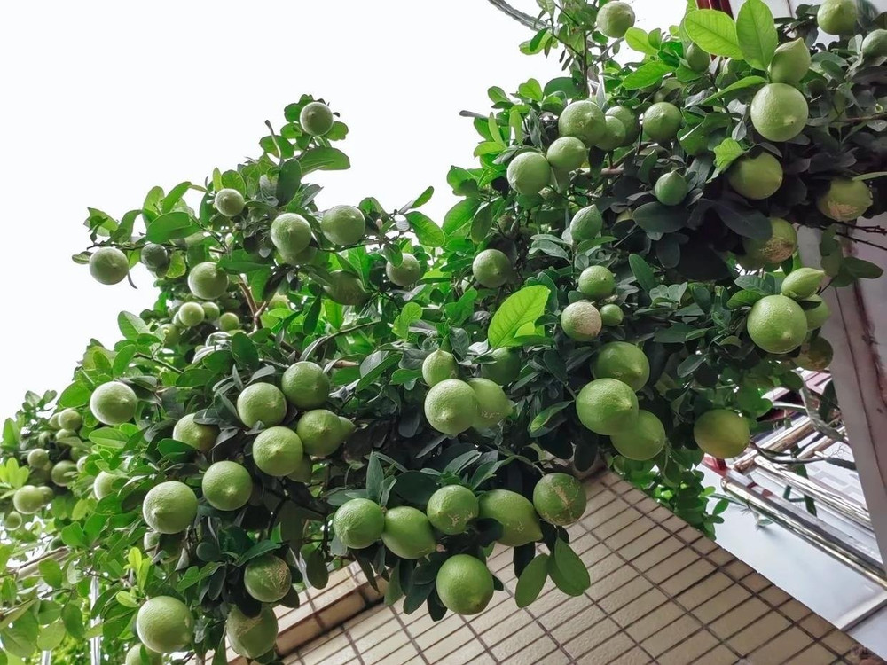 4 loại cây nên trồng tại ban công trong năm Bính Ngọ tăng vượng khí, giúp trường thọ - Ảnh 1