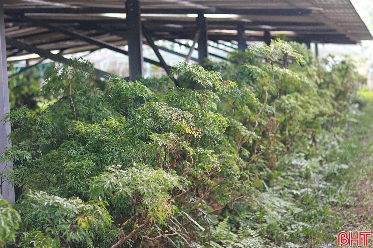 Sau cú trắng tay, chủ trang trại Hà Tĩnh xây 'kho bạc' giữa đồi hoang: Sở hữu 7 vạn gốc 'nhân sâm cho người nghèo' đang chờ bán - Ảnh 4