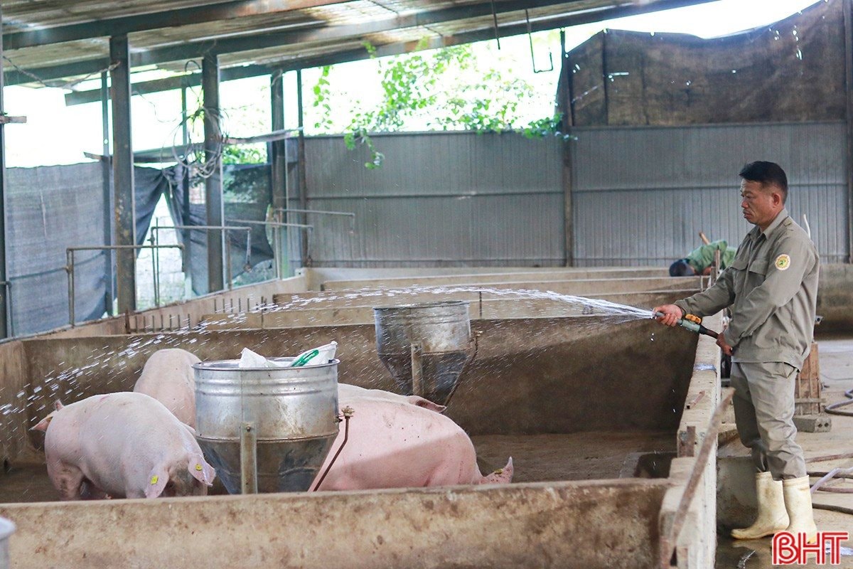 Sau cú trắng tay, chủ trang trại Hà Tĩnh xây 'kho bạc' giữa đồi hoang: Sở hữu 7 vạn gốc 'nhân sâm cho người nghèo' đang chờ bán - Ảnh 3