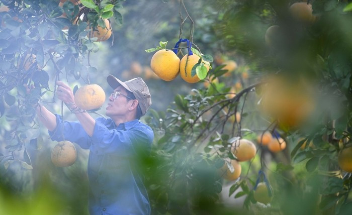 Vườn bưởi Diễn hối hả thu hoạch chuẩn bị Tết Nguyên đán - Ảnh 2