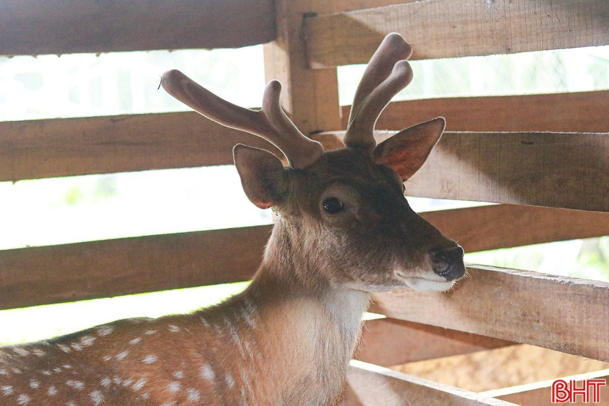 Sau cú trắng tay, chủ trang trại Hà Tĩnh xây 'kho bạc' giữa đồi hoang: Sở hữu 7 vạn gốc 'nhân sâm cho người nghèo' đang chờ bán - Ảnh 6