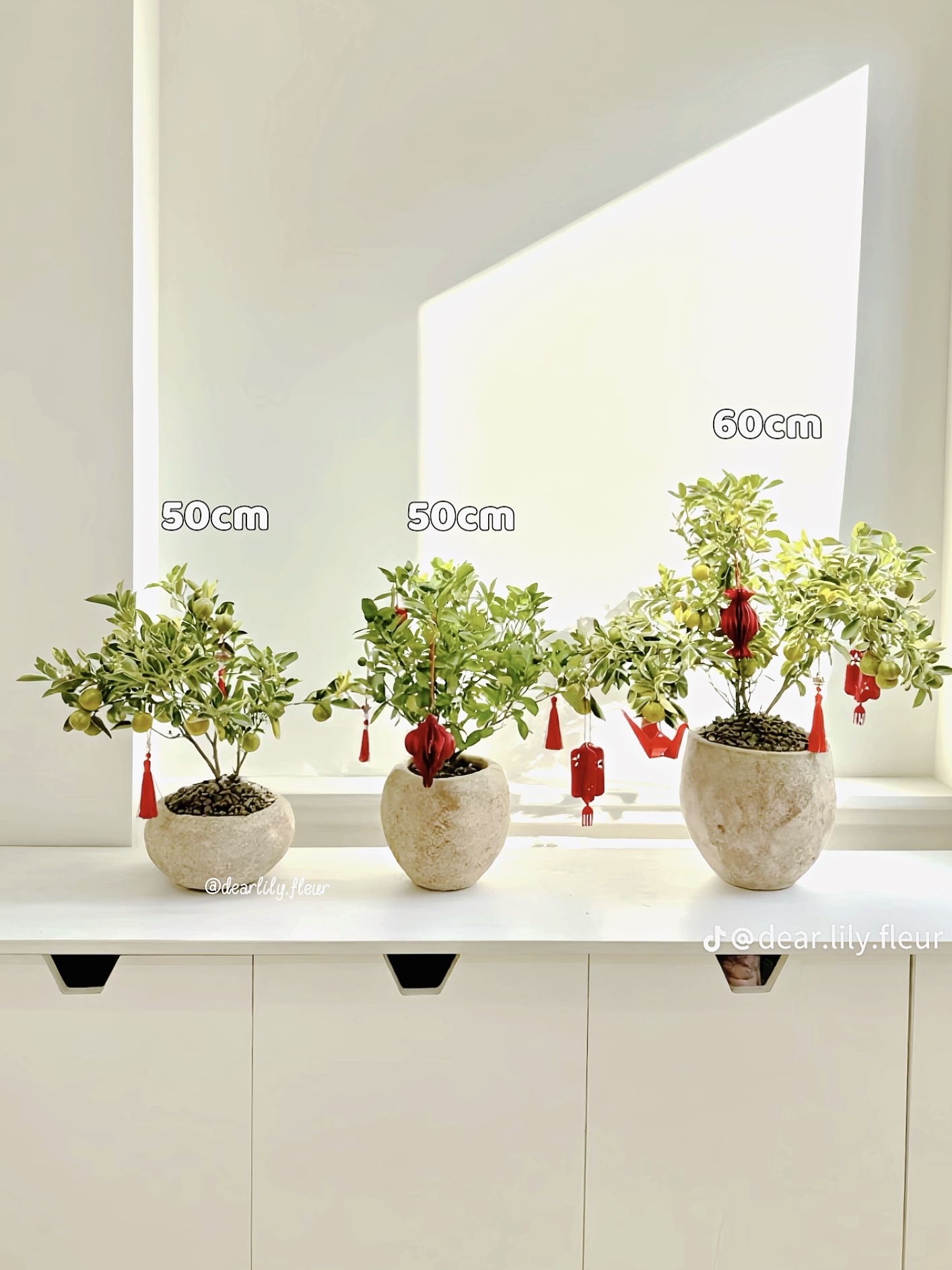 Trang trí nhà đón Tết: Loại quất kén người chơi nhưng khi đã hợp thì sang khỏi phải bàn - Ảnh 6