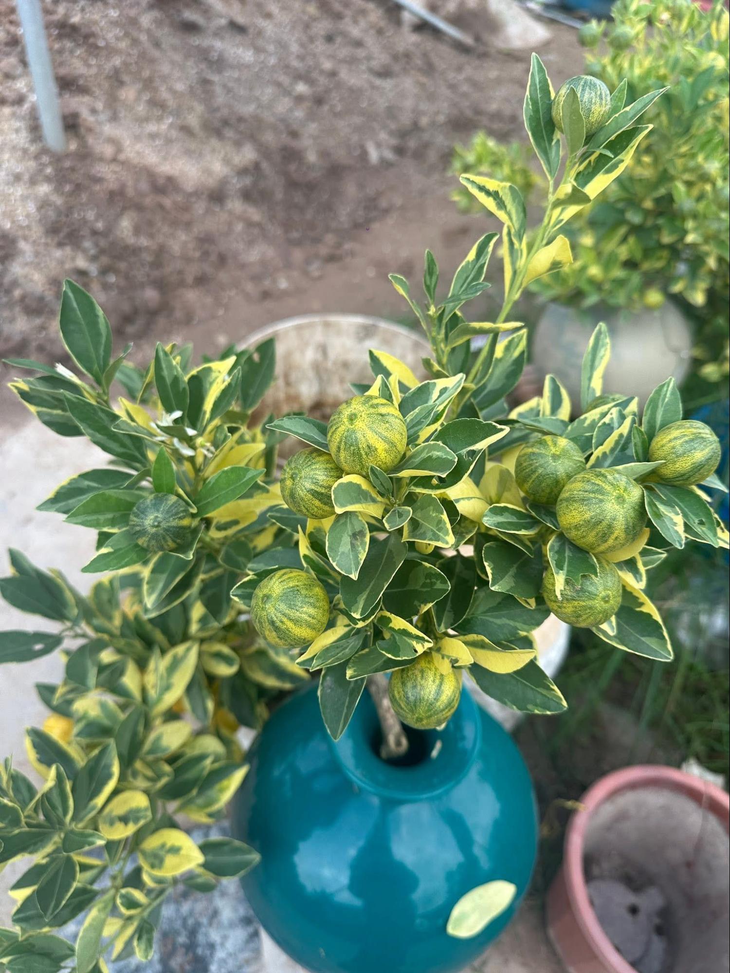 Trang trí nhà đón Tết: Loại quất kén người chơi nhưng khi đã hợp thì sang khỏi phải bàn - Ảnh 3