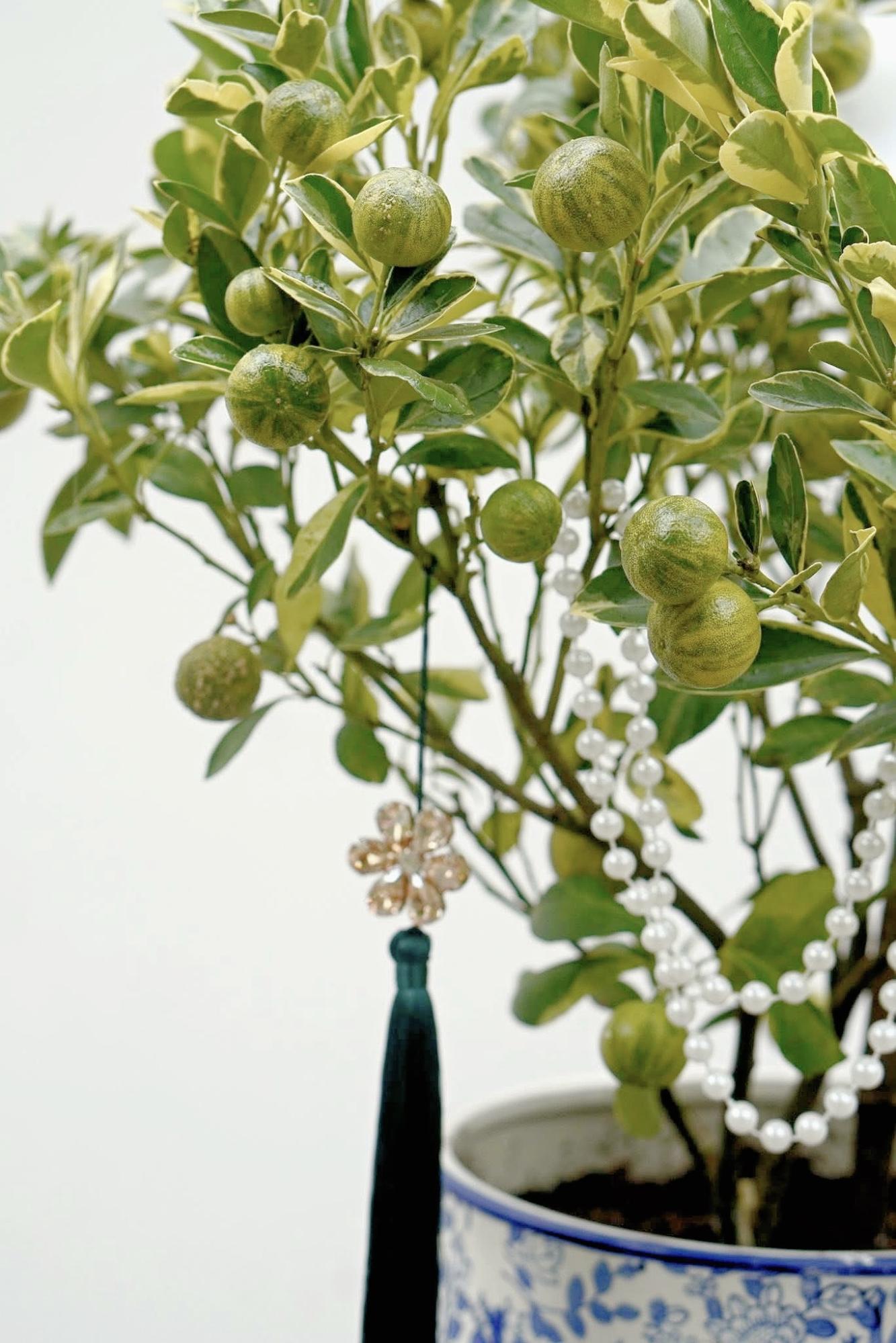 Trang trí nhà đón Tết: Loại quất kén người chơi nhưng khi đã hợp thì sang khỏi phải bàn - Ảnh 4