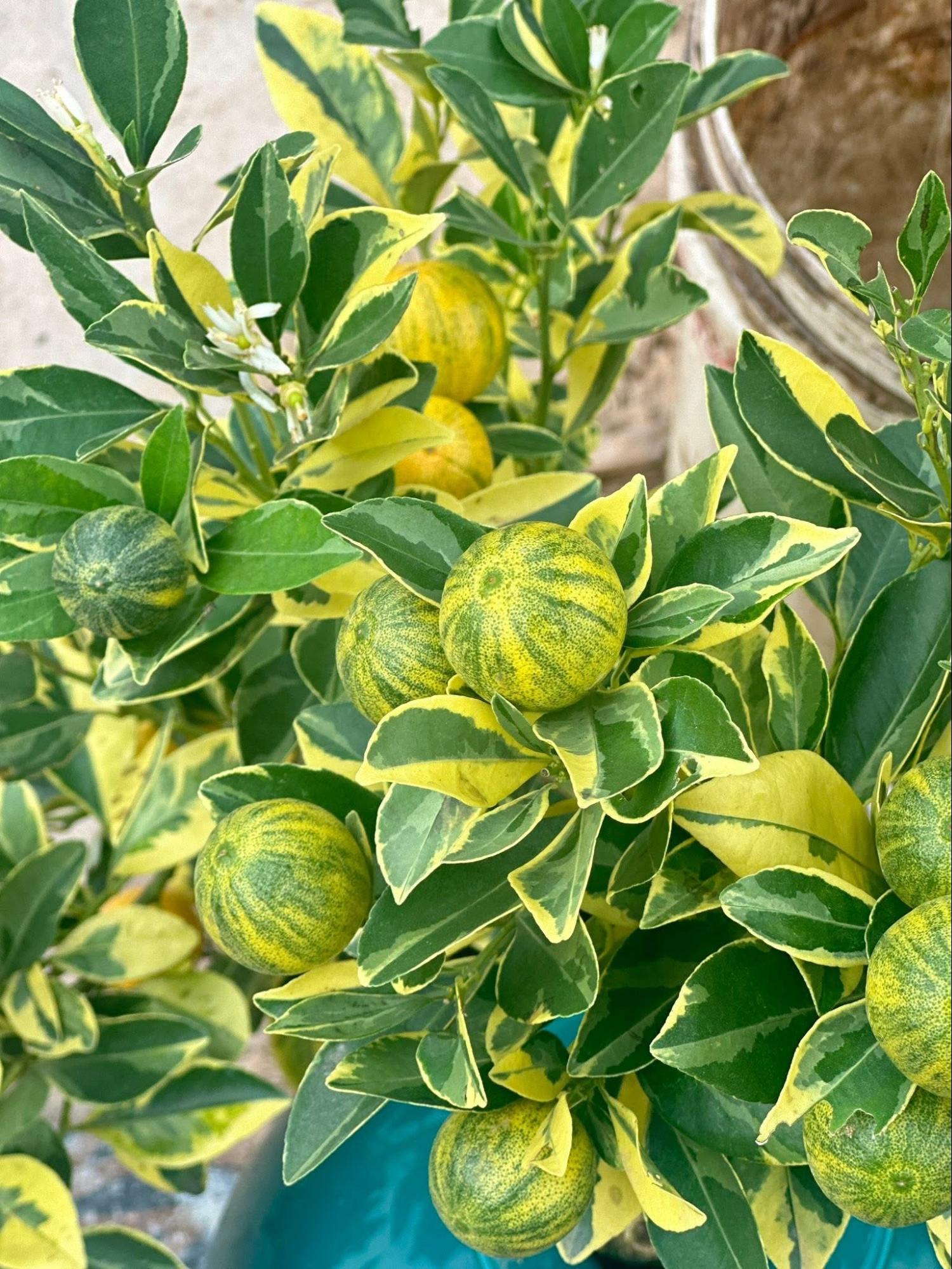 Trang trí nhà đón Tết: Loại quất kén người chơi nhưng khi đã hợp thì sang khỏi phải bàn - Ảnh 2