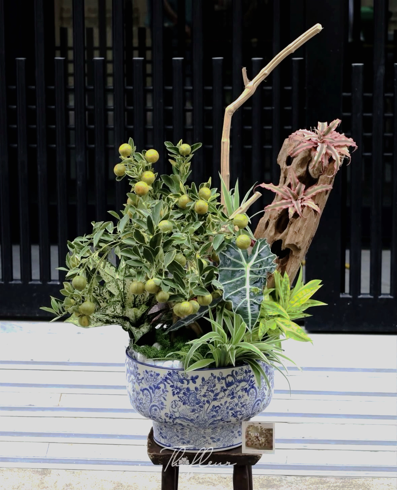 Trang trí nhà đón Tết: Loại quất kén người chơi nhưng khi đã hợp thì sang khỏi phải bàn - Ảnh 9